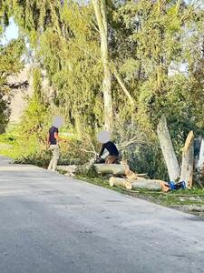 گلایه فعالین مدنی در پی قطع درختان تنومند در ایذه