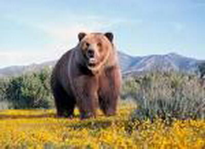 ثبت تصویر خرس قهوه‌ای در منطقه حفاظت شده اشترانکوه