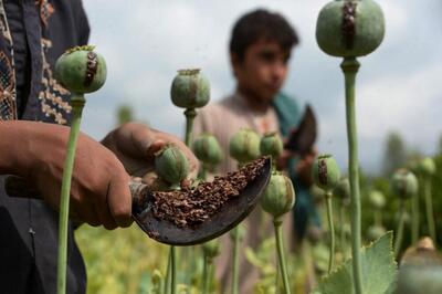 یک سال از فرمان طالبان درباره ممنوعیت کشت خشخاش می‌گذرد/  ۷ کیلوگرم گوجه ۳۰ سنت، هر کیلوگرم تریاک حدود ۳۶۰ دلار