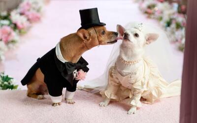 تصاویر | هدیه ۷۰۰ میلیون تومانی به سگ برای ازدواجش!