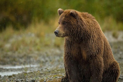 مشاهده یک خرس قهوه‌ای در منطقه حفاظت شده «اشترانکوه»