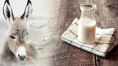 قیمت‌های نجومی شیر الاغ / کیلویی 500 هزار تا 2 میلیون تومان