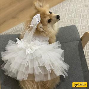 برگزاری جشن عروسی 700 میلیونی دو توله سگ توسط یک ایرانی خوش ذوق/ اکسیژن که مغز نرسه نتیجه اش همین میشه😐+عکس