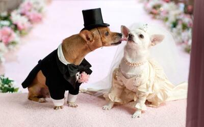 (تصاویر) جشن عروسی میلیاردی برای دو سگ در تهران!