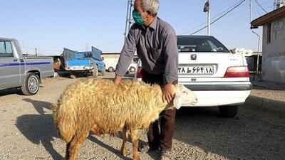 کار به معاوضه خودرو با حیوانات رسید / گوسفند بده پژو بگیر!