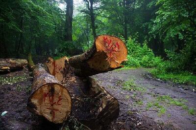ضرورت پاسخگویی محیط زیست درباره قطع ۴ هزار درخت