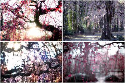 آغاز بهار در ژاپن با عطر سرمست‌کننده شکوفه‌های آلو - زومیت