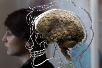 مغز انسان بزرگ‌تر شده است؟