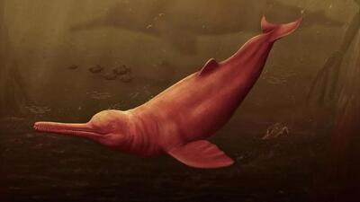 کشف فسیل یک دلفین باستانی غول‌پیکر در جنگل‌های آمازون