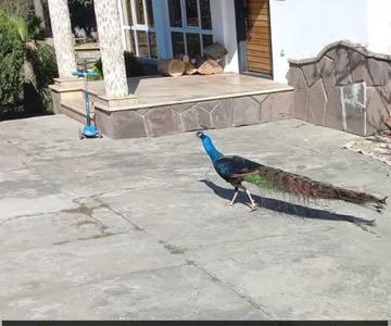 هدبه نوروزی در ویلای صادق زیباکلام: یک طاووس! + عکس | پایگاه خبری تحلیلی انصاف نیوز
