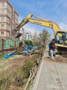 بریدن درختان در حاشیه اتوبان افسریه تهران