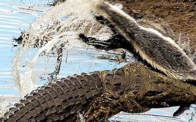 (ویدئو)  گورکن عسل‌خوار، یک تمساح را در عین ناباوری شکار کرد!