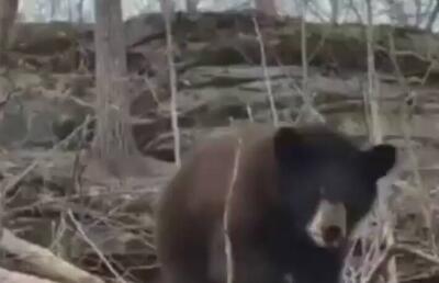 فیلم/ خرس‌های قهوه‌ای در جنگل‌های حفاظت شده قره‌داغ