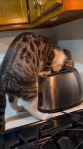 (ویدئو) لحظه شکار موش توسط گربه در دستگاه تستر