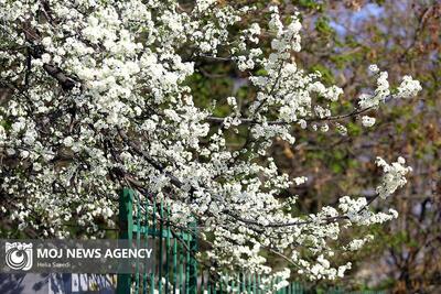 (تصاویر) شکوفه‌های بهاری در تهران
