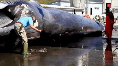 (ویدئو) صید و پردازش یک نهنگ غول پیکر ۳۶ تنی توسط ماهی‌گیران نروژی