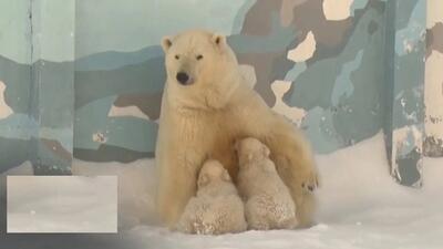 (ویدئو) اولین قدم‌های توله خرس‌های قطبی در سیبری