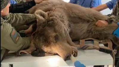 (ویدئو) خرس نجات یافته خدمات دندان‌پزشکی دریافت کرد