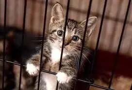 تلاش ستودنی گربه برای فرار از قفس + فیلم