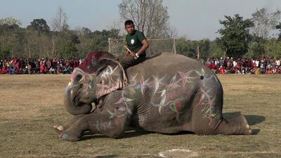 ببینید / حمله یک فیل در جشنواره کرالا در هند