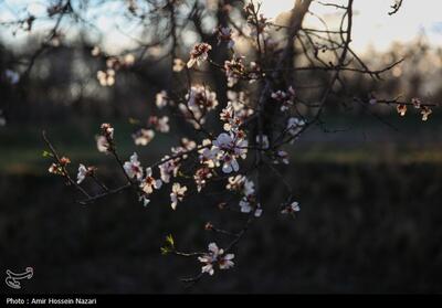 شکوفه های بهاری - قزوین- عکس خبری تسنیم | Tasnim