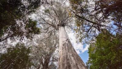 فیلم| عظیم‌ترین درخت‌های روی کره زمین