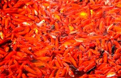 بهترین مکان رهاسازی ماهی قرمز در تهران