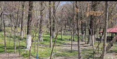 نشانه گذاری درختان در پارک قیطریه/ ۴۰ درخت تنومند و ۶۰ نهال نشانه گذاری شده اند+ فیلم