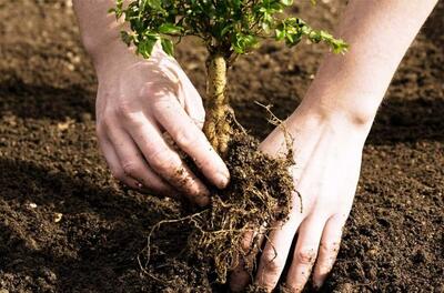 کاشت درخت در مکان‌های نامناسب می‌تواند زمین را گرم‌تر کند