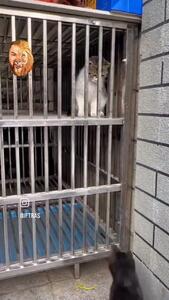(ویدئو) فرار از زندان با نقش‌آفرینی یک گربه!