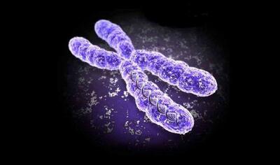 ژنتیک و فلسفه؛ تولید کروموزوم مصنوعی انسانی