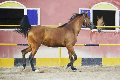 (تصاویر) تصاویری دلخراش از اسب آسیب‌دیده و کار کشیدن از او در اصفهان