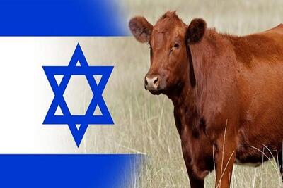 (ویدئو) ماجرای گاو سرخ یهود چیست؟