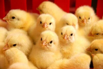 افزایش ۱۷ درصدی جوجه‌ریزی در مرغداری‌های کاشمر