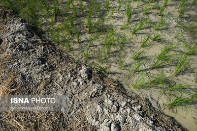 کشت محصولات کشاورزی با نیاز آبی کم لازمه مبارزه با بحران آب