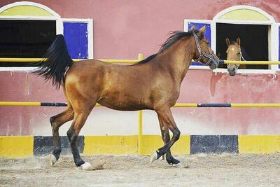 ببینید | تصاویری دلخراش از اسب آسیب دیده و کار کشیدن از او در اصفهان