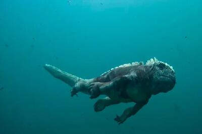 ببینید | نصاویری از جاسوسی یک مارمولک زیر آب