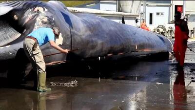 فیلم| صید و پردازش یک نهنگ غول پیکر ۳۶ تنی توسط ماهی‌گیران نروژی