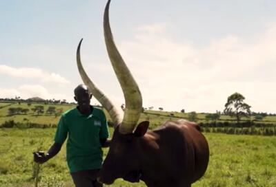 فیلم| چگونه میلیون‌ها گاو شاخ بلند در آمریکا و آفریقا پرورش می‌یابند؟