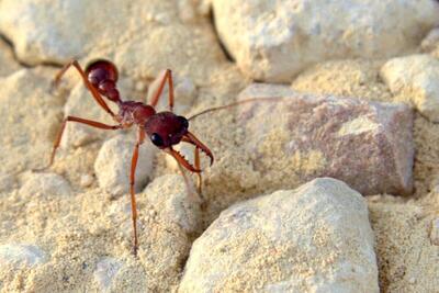 فیلم| مورچه بولداگ استرالیایی؛قوی، بزرگ و با چشمانی تیزبین