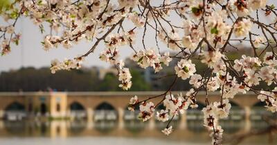 تصاویر| شکوفه‌های بهاری مهمان نصف جهان