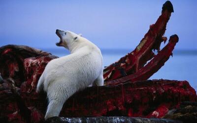 فیلم| شکار شگفت‌انگیز نهنگ بلوگا توسط خرس‌های قطبی