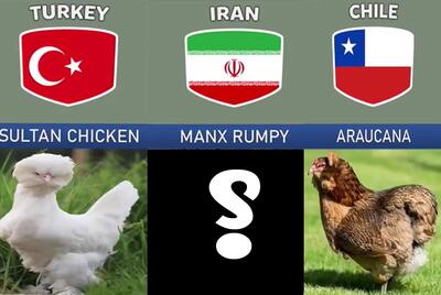 نژاد مرغ کدوم کشور از بقیه خوشگلتره ؟!