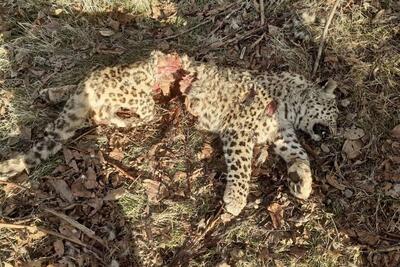 محیط زیست: پلنگی که لاشه‌اش در چهاردانگه مازندران پیدا شد، در اثر اصابت چارپاره از سوی شکارچیان غیرقانونی تلف شده است