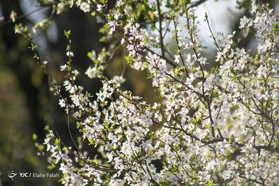 (تصاویر) شکوفه‌های بهاری در رشت