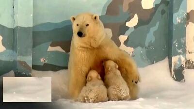 اولین قدم‌ توله های خرس‌ قطبی در باغ وحش + فیلم