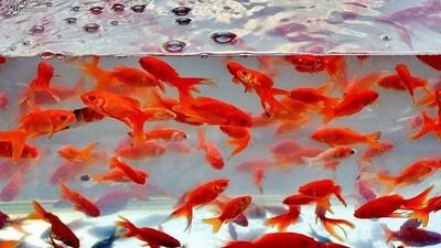 رهاسازی ماهی قرمز در منابع آبی طبیعی گیلان ممنوع است