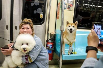 فیلم| متروی دوستدار حیوانات خانگی شروع به کار کرد