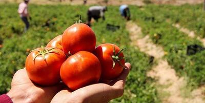 اهدا یک و نیم تن محصول گوجه فرنگی به نیازمندان بشاگرد
