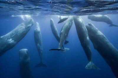 نهنگ‌های عنبر از سلاحی غیرمنتظره دربرابر اورکاهای مهاجم استفاده می‌کنند - زومیت
